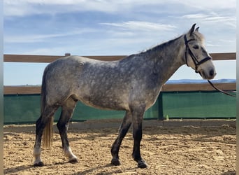 Altri pony/cavalli di piccola taglia, Castrone, 8 Anni, 148 cm, Grigio ferro