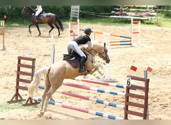 Altri pony/cavalli di piccola taglia, Castrone, 8 Anni, 148 cm, Palomino