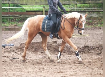 Altri pony/cavalli di piccola taglia, Castrone, 8 Anni, 152 cm, Palomino