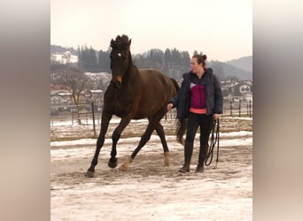Altri pony/cavalli di piccola taglia, Castrone, 8 Anni, 155 cm, Morello
