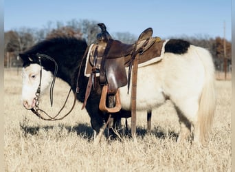 Altri pony/cavalli di piccola taglia, Castrone, 8 Anni, 86 cm