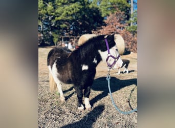 Altri pony/cavalli di piccola taglia, Castrone, 8 Anni, 86 cm