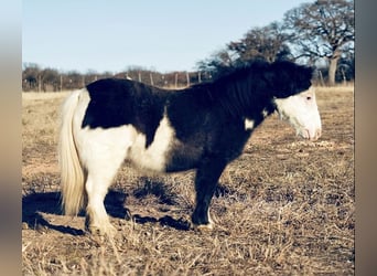 Altri pony/cavalli di piccola taglia, Castrone, 8 Anni, 86 cm