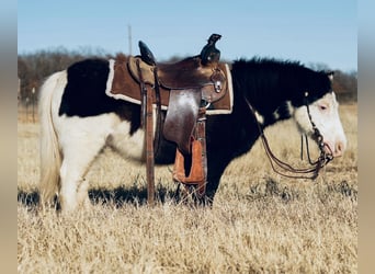 Altri pony/cavalli di piccola taglia, Castrone, 8 Anni, 86 cm