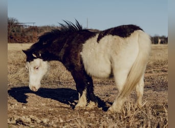 Altri pony/cavalli di piccola taglia, Castrone, 8 Anni, 86 cm