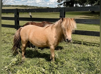 Altri pony/cavalli di piccola taglia, Castrone, 8 Anni, 89 cm, Pelle di daino
