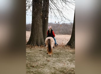 Altri pony/cavalli di piccola taglia, Castrone, 8 Anni, 89 cm, Pelle di daino