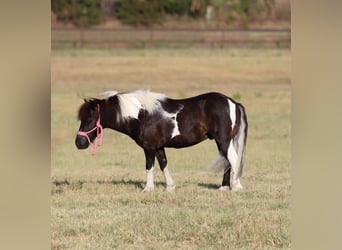 Altri pony/cavalli di piccola taglia, Castrone, 8 Anni, 91 cm, Morello