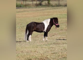 Altri pony/cavalli di piccola taglia, Castrone, 8 Anni, 91 cm, Morello
