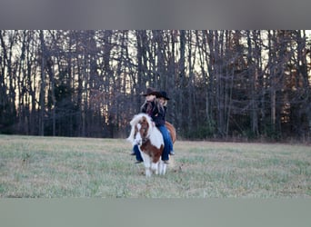 Altri pony/cavalli di piccola taglia, Castrone, 8 Anni, 91 cm