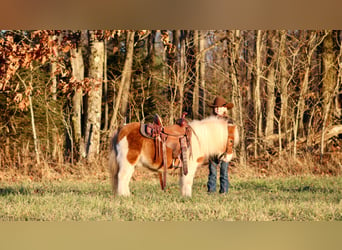 Altri pony/cavalli di piccola taglia, Castrone, 8 Anni, 91 cm