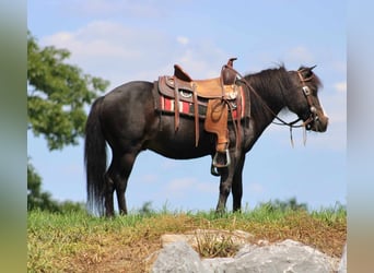 Altri pony/cavalli di piccola taglia, Castrone, 8 Anni, 94 cm, Morello