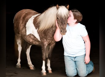 Altri pony/cavalli di piccola taglia, Castrone, 8 Anni, 97 cm