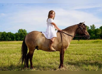Altri pony/cavalli di piccola taglia, Castrone, 8 Anni, 97 cm, Grullo