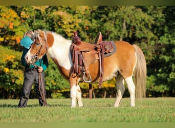 Altri pony/cavalli di piccola taglia, Castrone, 8 Anni, 97 cm, Sauro ciliegia
