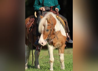 Altri pony/cavalli di piccola taglia, Castrone, 8 Anni, 97 cm, Sauro ciliegia