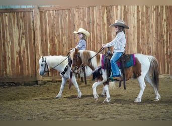 Altri pony/cavalli di piccola taglia, Castrone, 9 Anni, 102 cm