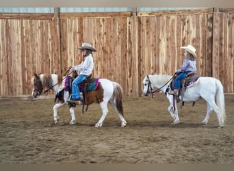 Altri pony/cavalli di piccola taglia, Castrone, 9 Anni, 102 cm