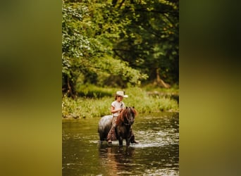 Altri pony/cavalli di piccola taglia, Castrone, 9 Anni, 102 cm, Roano blu