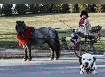 Altri pony/cavalli di piccola taglia, Castrone, 9 Anni, 102 cm, Roano blu