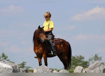 Altri pony/cavalli di piccola taglia, Castrone, 9 Anni, 109 cm, Baio ciliegia
