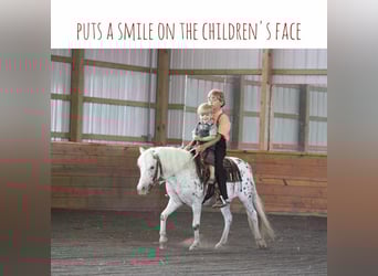 Altri pony/cavalli di piccola taglia, Castrone, 9 Anni, 112 cm, Bianco