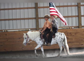 Altri pony/cavalli di piccola taglia, Castrone, 9 Anni, 112 cm, Bianco