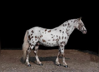 Altri pony/cavalli di piccola taglia, Castrone, 9 Anni, 127 cm, Bianco