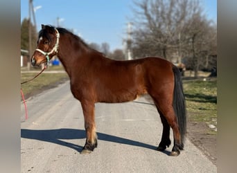 Altri pony/cavalli di piccola taglia, Castrone, 9 Anni, 128 cm, Baio