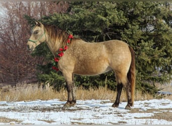 Altri pony/cavalli di piccola taglia, Castrone, 9 Anni, 130 cm, Pelle di daino