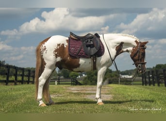 Altri pony/cavalli di piccola taglia, Castrone, 9 Anni, 135 cm, Pezzato