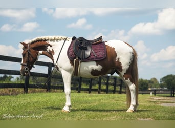 Altri pony/cavalli di piccola taglia, Castrone, 9 Anni, 135 cm, Pezzato