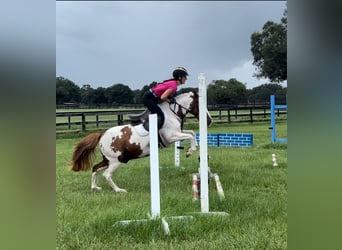 Altri pony/cavalli di piccola taglia, Castrone, 9 Anni, 135 cm, Pezzato