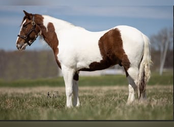 Altri pony/cavalli di piccola taglia, Castrone, 9 Anni, 137 cm