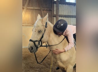 Altri pony/cavalli di piccola taglia Mix, Castrone, 9 Anni, 140 cm, Palomino