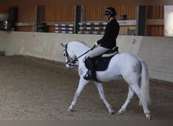 Altri pony/cavalli di piccola taglia Mix, Castrone, 9 Anni, 144 cm, Grigio