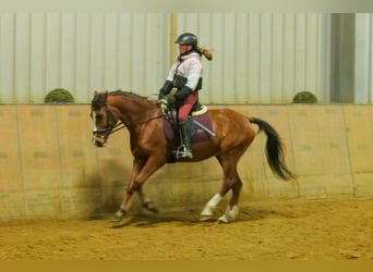 Altri pony/cavalli di piccola taglia, Castrone, 9 Anni, 145 cm