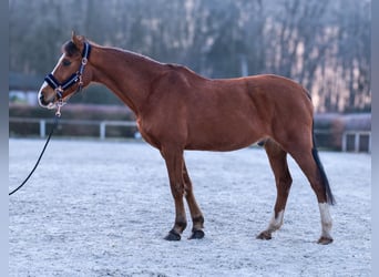 Altri pony/cavalli di piccola taglia, Castrone, 9 Anni, 145 cm