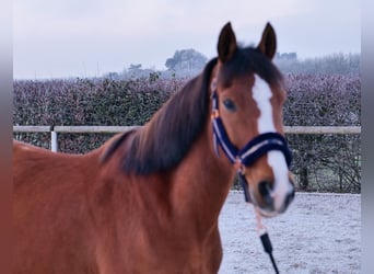 Altri pony/cavalli di piccola taglia, Castrone, 9 Anni, 145 cm