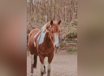 Altri pony/cavalli di piccola taglia Mix, Castrone, 9 Anni, 145 cm