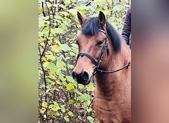 Altri pony/cavalli di piccola taglia, Castrone, 9 Anni, 146 cm, Baio