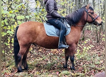 Altri pony/cavalli di piccola taglia, Castrone, 9 Anni, 146 cm, Baio