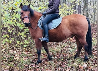 Altri pony/cavalli di piccola taglia, Castrone, 9 Anni, 146 cm, Baio