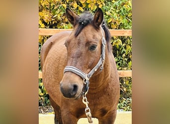 Altri pony/cavalli di piccola taglia, Castrone, 9 Anni, 147 cm, Baio