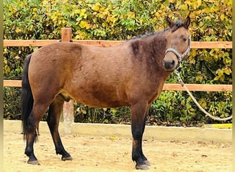 Altri pony/cavalli di piccola taglia, Castrone, 9 Anni, 147 cm, Baio