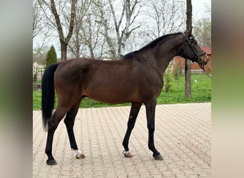 Altri pony/cavalli di piccola taglia, Castrone, 9 Anni, 153 cm, Baio