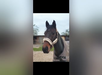 Altri pony/cavalli di piccola taglia Mix, Castrone, 9 Anni, 156 cm, Baio scuro