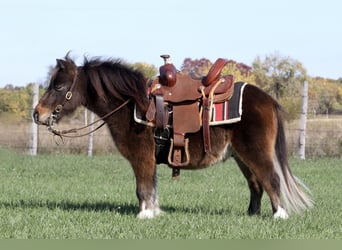 Altri pony/cavalli di piccola taglia, Castrone, 9 Anni, 86 cm, Baio ciliegia