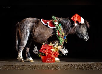 Altri pony/cavalli di piccola taglia, Castrone, 9 Anni, 89 cm, Roano blu