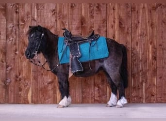Altri pony/cavalli di piccola taglia, Castrone, 9 Anni, 89 cm, Roano blu